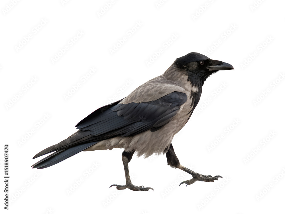 Fototapeta premium Side View Portrait of a Hooded Crow Isolated on transparent background, Isolated Png file, Cut-out, Isolate Png, No Background, Isolated object