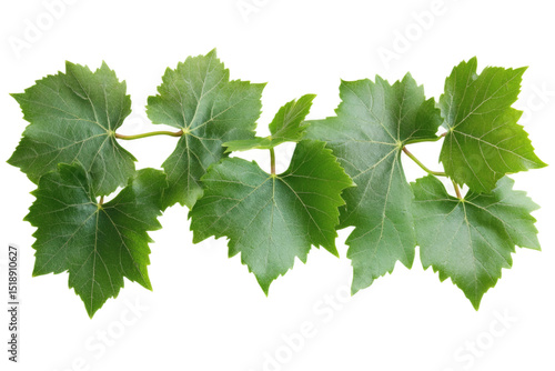 Wallpaper Mural [Transparent Background PNG]Fresh Grape Leaves Isolated on White Background Torontodigital.ca