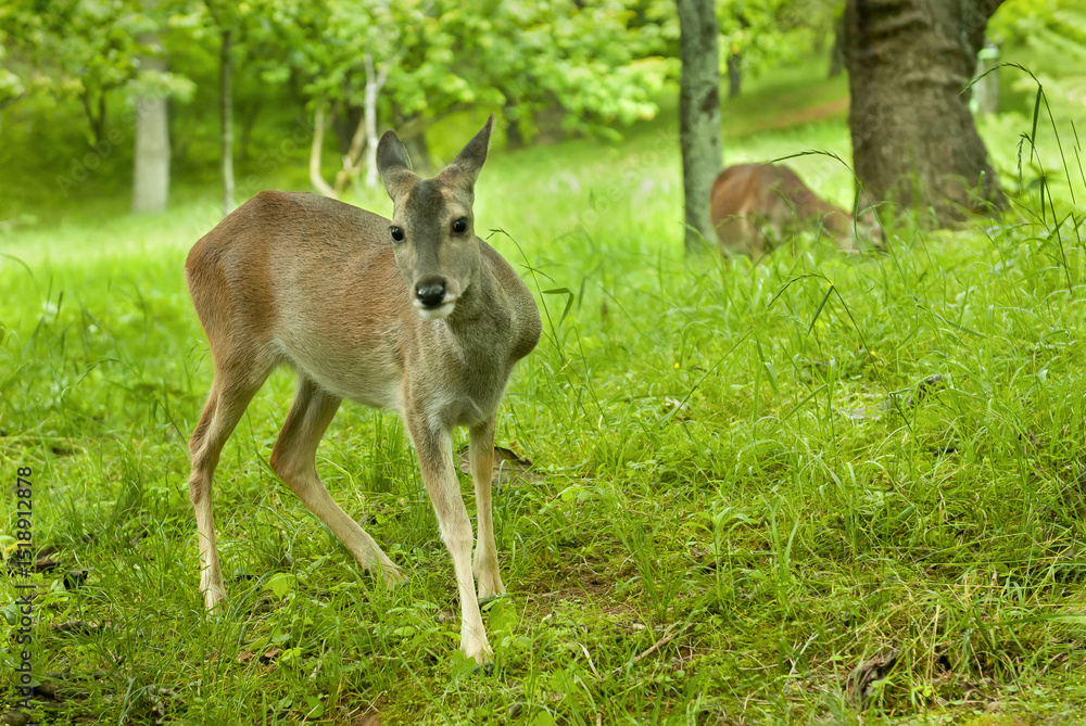 roe deer roe deer