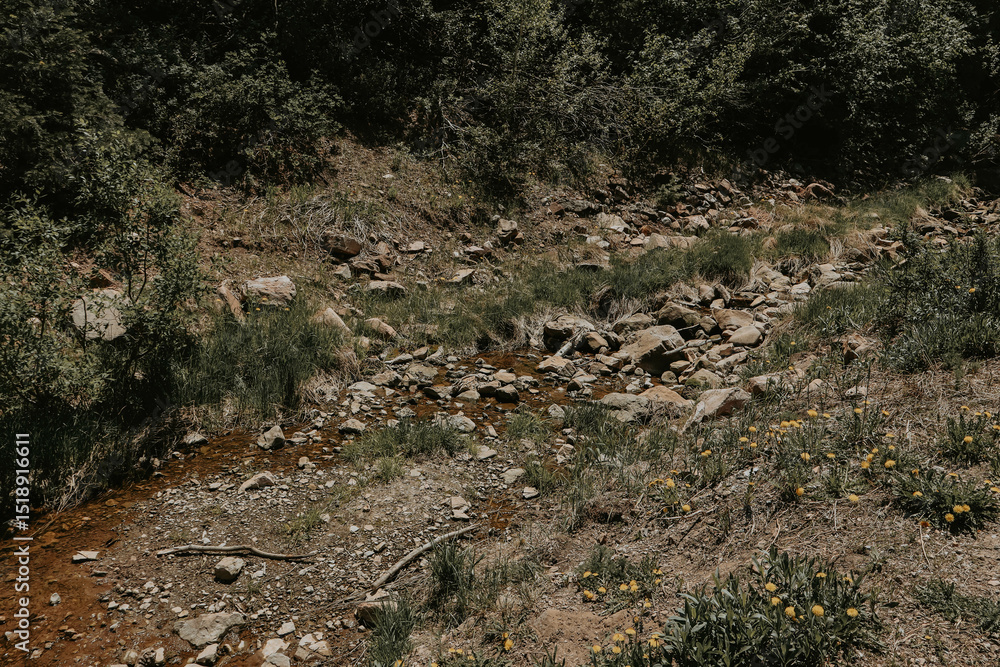 Fototapeta premium little stream on the rocks