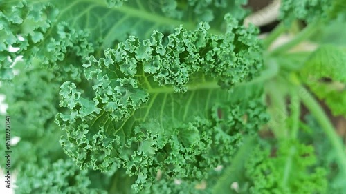 Fresh kale leaves in the garden