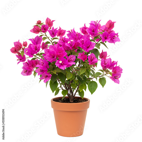 Wallpaper Mural Pink bougainvillea plant in terracotta pot isolated on transparent background Torontodigital.ca