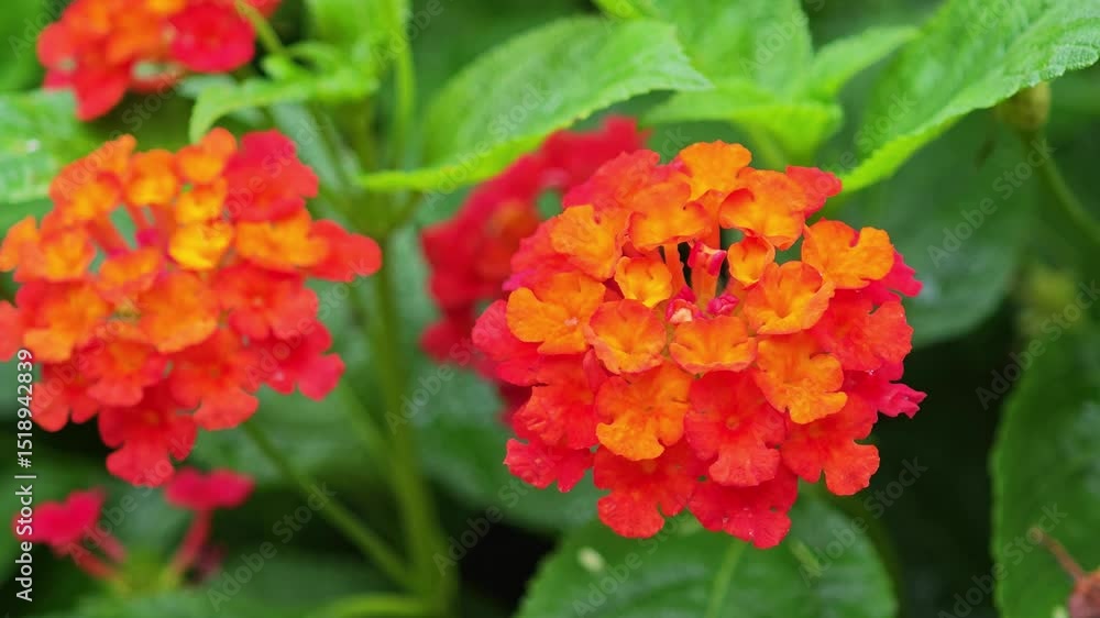 West Indian Lantana flowers West Indian Lantana flowers