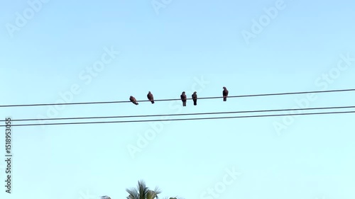 Birds on power lines.
