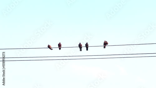 Birds on Power Lines.
