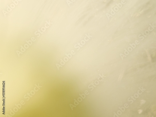 blured background, close up photo of Calliandra portoricensis blooming.