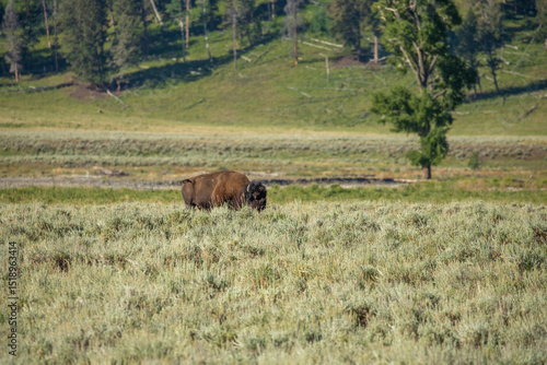 Bison in the field