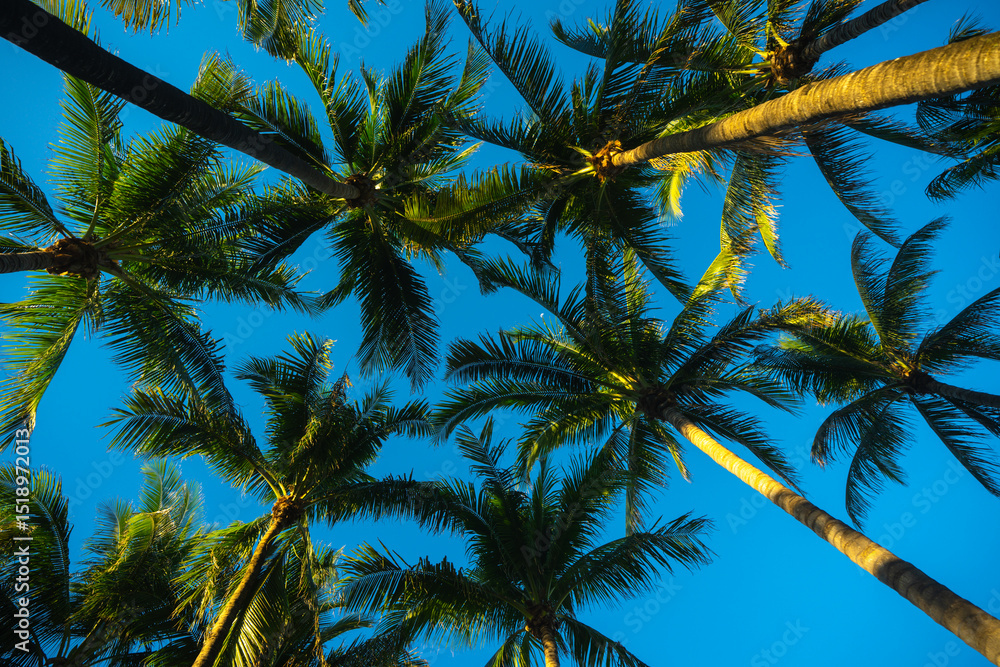 Obraz premium Tropical background. Green tropical palm texture. Palms leaf pattern. Nature tropical background. Summer background. Palm tree on blue sky. Tropical paradise. Exotic palm background.