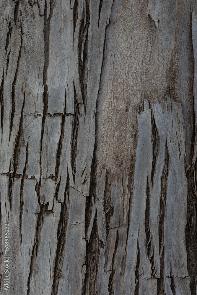 Obraz premium bark of a tree close up 