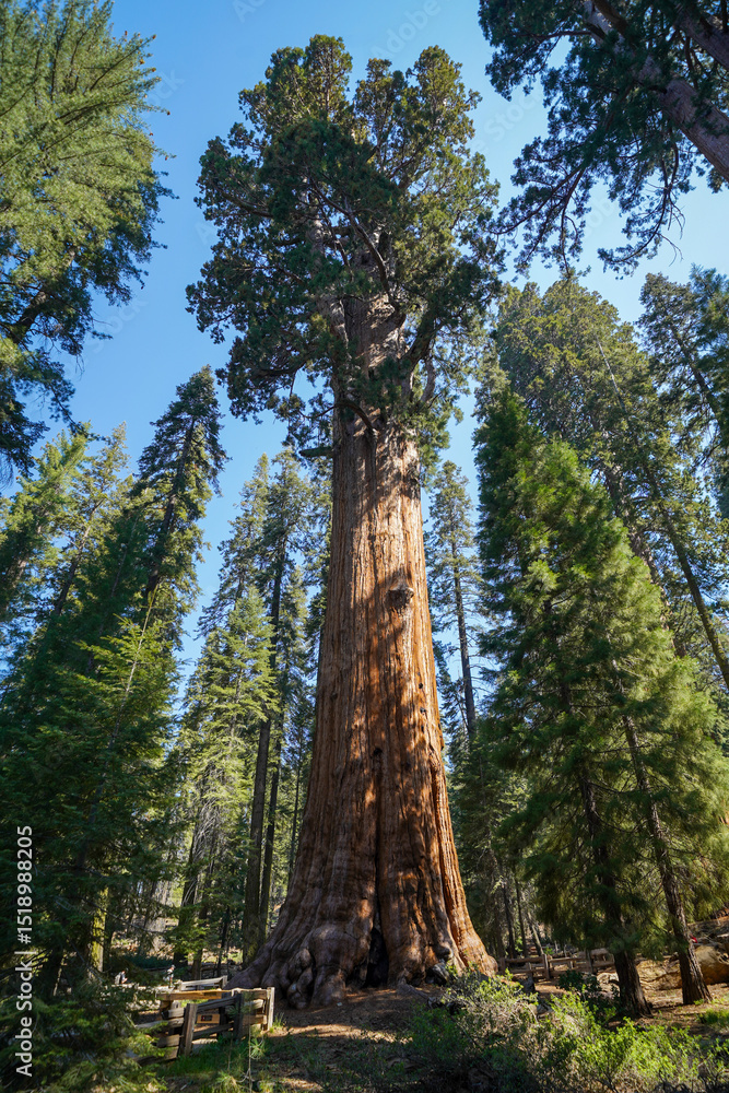 Fototapeta premium pine tree forest