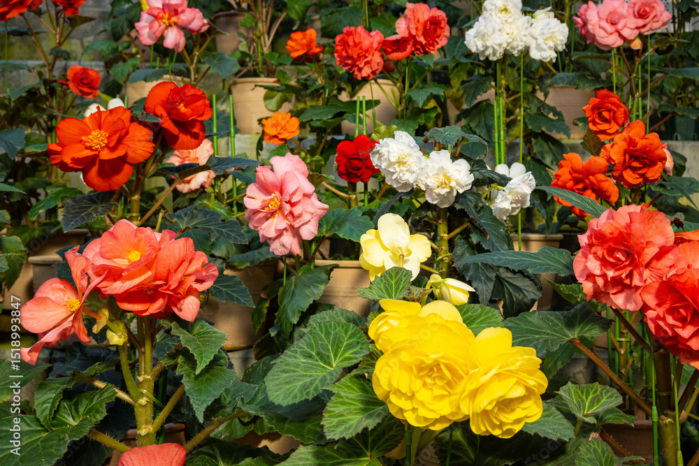 Floral background of colourful spring flowers in red, pink and yellow colours with green leaves inside a greenhouse at daytime with natural light in Hiroshima Botanical Gardens in Japan. Floral background of colourful spring flowers in red, pink and yellow colours with green leaves inside a greenhouse at daytime with natural light in Hiroshima Botanical Gardens in Japan.
