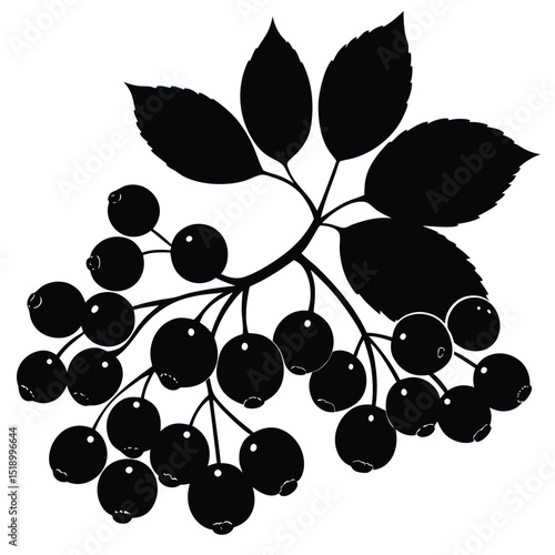 Aronia berry design element for branding or packaging