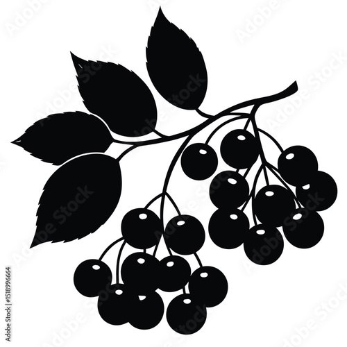 Aronia berry design vector illustration of aronia berries and leaves