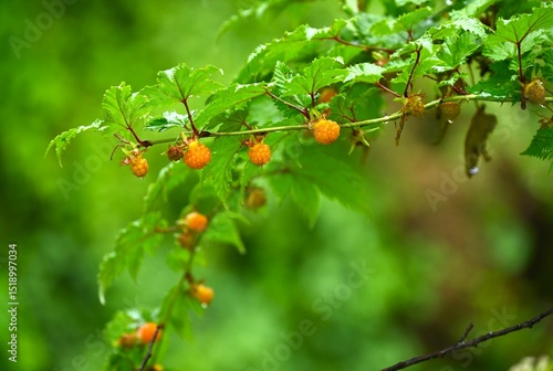 Rubus trifidus berries. Rosaceae semi-evergreen shrub. Produces orange aggregates in early summer.