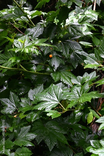 Rubus trifidus berries. Rosaceae semi-evergreen shrub. Produces orange aggregates in early summer.