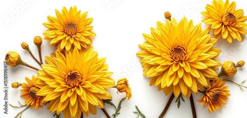 Wallpaper Mural Monochrome golden chrysanthemum floral elements, isolated on white background, perfect for design, wedding, art Torontodigital.ca