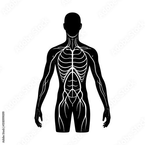 Illustration of human anatomy showing veins and arteries in silhouette