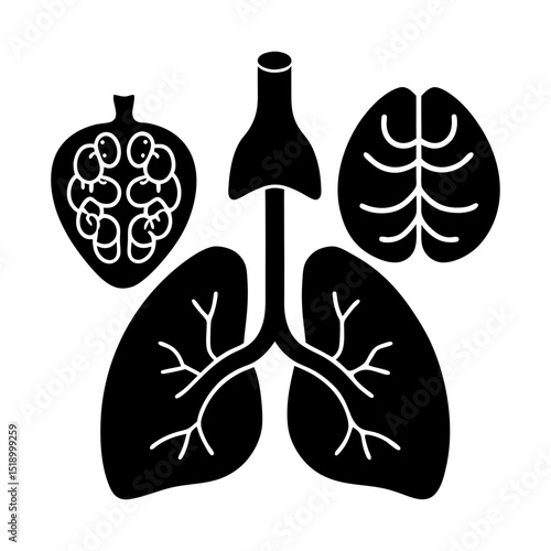 Anatomical lungs with trachea alveoli and brain in black and white view