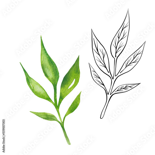 Tea leaves watercolor as design element. Green tea branch in hand drawn watercolor style. Tea background for paper, textile and wrapping
