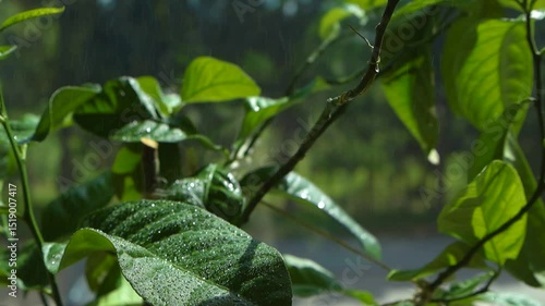 Gorgeous slow motion video of vibrant green and colorful lemon tree leaves indoors being sprayed by mist of water that creates water bubbles and drops on the leaves, sun shining on a summer hot day.