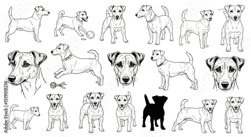 Collection of Jack Russell Terrier Dog Breed Illustrations in Various Poses