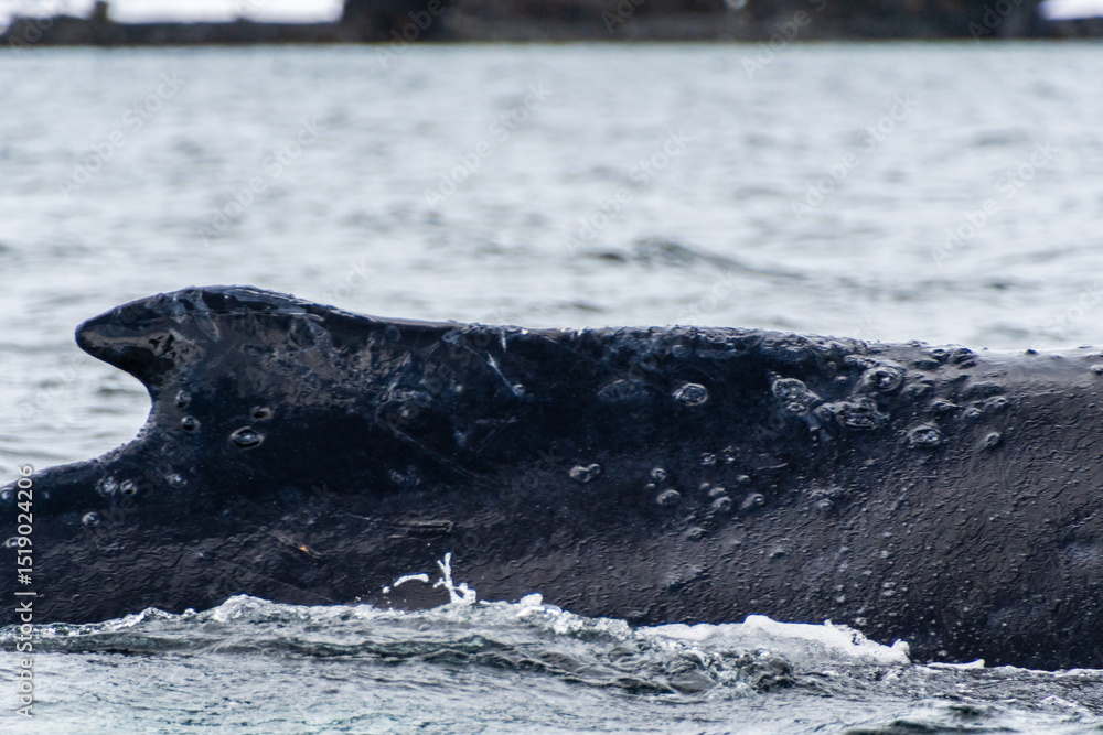 Obraz premium Close-up of the back and dorsal fin of a diving humpback whale -Megaptera novaeangliae. Image taken in the Graham passage, near Charlotte Bay, Antarctic Peninsula