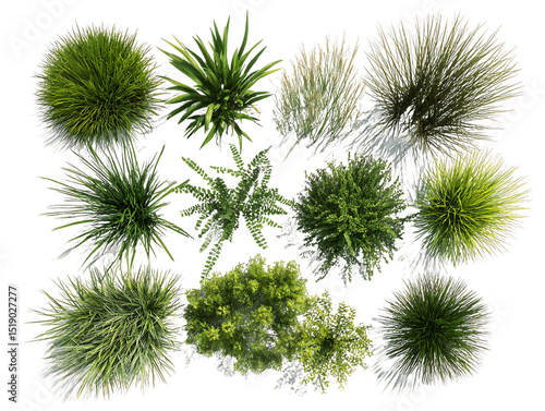 Lush Green Plants Overhead View, PNG