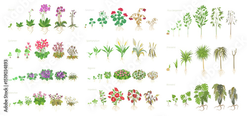 Flowers Growth Stages Vector Illustration Set for Agricultural Applications