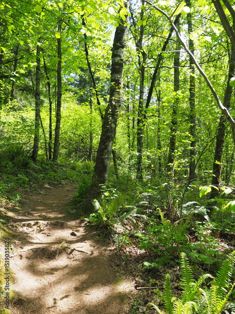 Obraz premium Trees in the Forrest