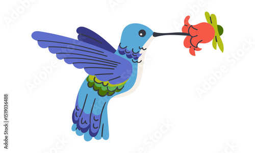 Exotic tropical bird hummingbird . Vector illustration in flat design. Fauna of South America. Flying colorful bird for icons, posters, children books. Jungle bird