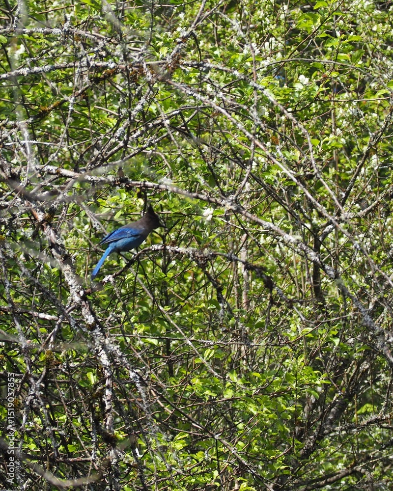 Obraz premium Bluejay in the Forest