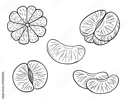 Mandarin hand drawn sketch, tangerine fruit, half and slice. Vector isolated illustration. Engraved style drawing.