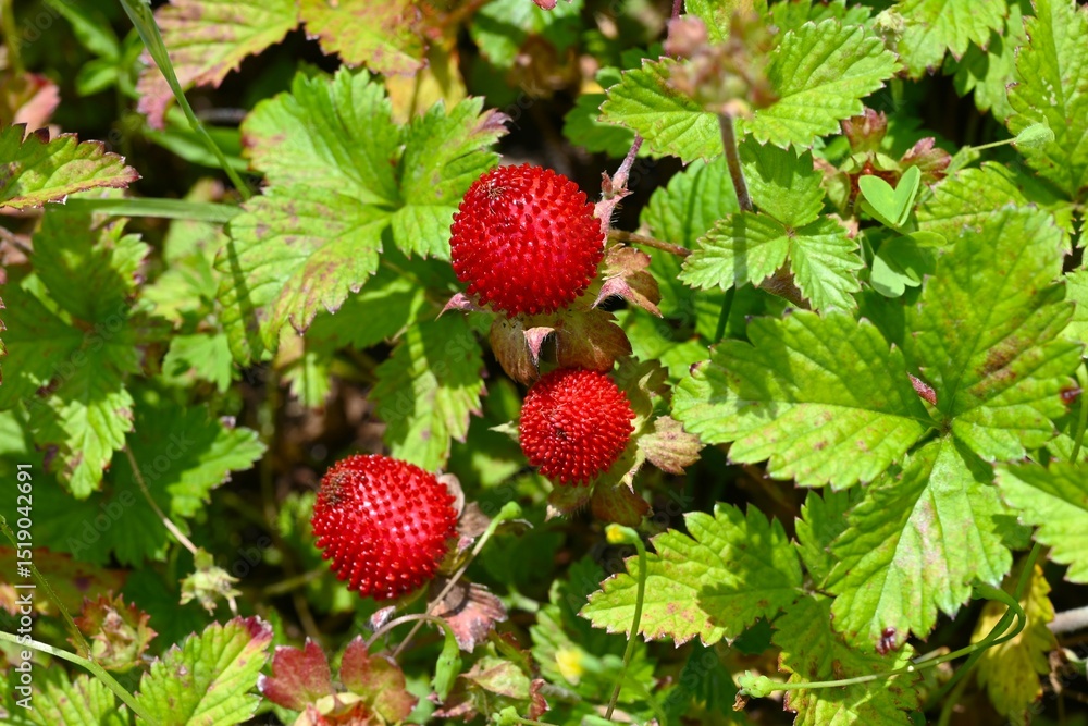 Indian strawberry (Potentilla indica) berries. Rosaceae perennial plants. They creep along the ground with stolon and produce red berries in early summer.
Indian strawberry (Potentilla indica) berries. Rosaceae perennial plants. They creep along the ground with stolon and produce red berries in early summer.