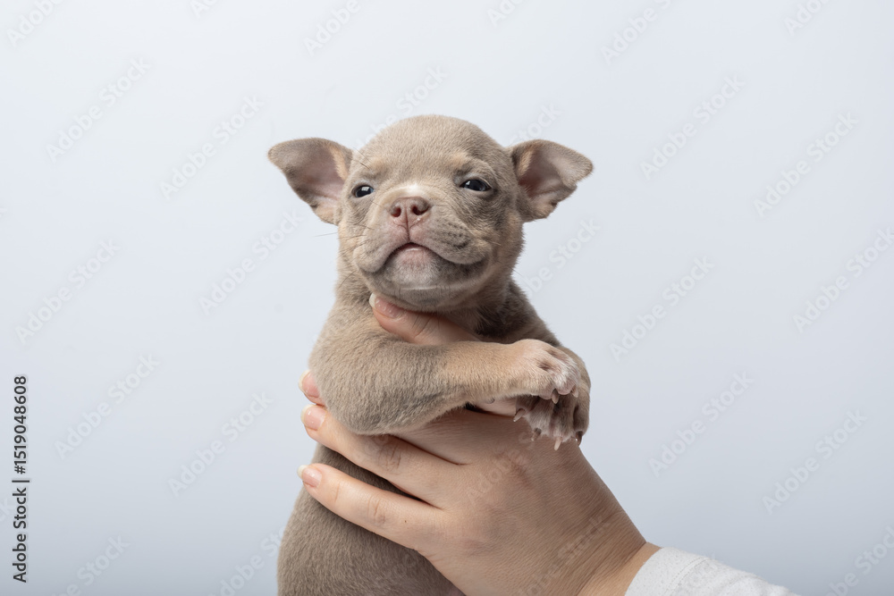 Fototapeta premium Close-up of adorable brown puppy held gently in hands on light background. taking care of pets. Cute brown puppy with blue eyes being gently held in hands, concept of love and pets