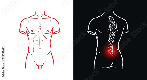 Male Torso Anatomy with Spinal Pain Indication