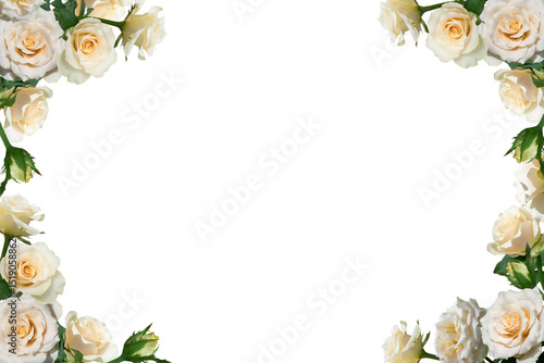 Fototapeta Naklejka Na Ścianę i Meble -  Cream rose flower frame isolated