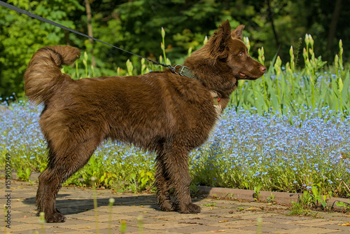 A Mudi stands alert on a garden path lined with tiny blue flowers. Its thick chocolate coat gleams in the sun. The dog’s curled tail and focused gaze show its natural energy.