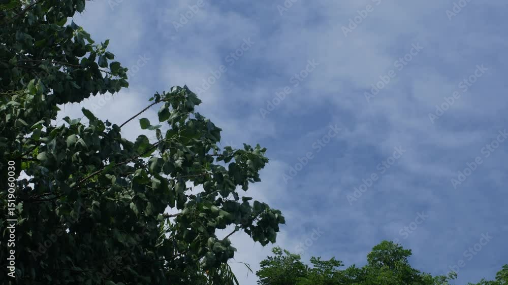 Gentle wind and clouds with clear blue skies over giant bamboo tree leaves nature background. Gentle wind and clouds with clear blue skies over giant bamboo tree leaves nature background.