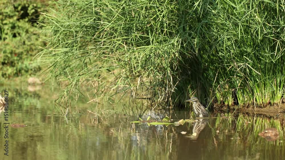 Extreme wide shot of a striated heron standing in a pond looking for an opportunity to hunt. Beautiful reflection on the water's surface, Greater Kruger. Extreme wide shot of a striated heron standing in a pond looking for an opportunity to hunt. Beautiful reflection on the water's surface, Greater Kruger.
