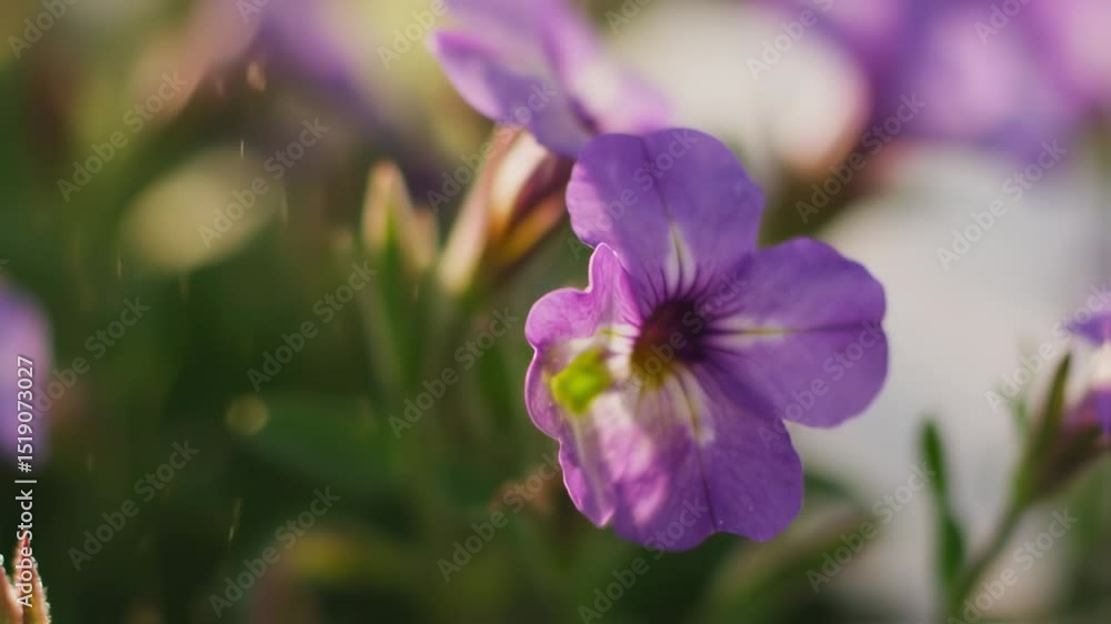 Close-up video of vibrant purple calibrachoa flowers with lush green foliage in soft sunlight Close-up video of vibrant purple calibrachoa flowers with lush green foliage in soft sunlight