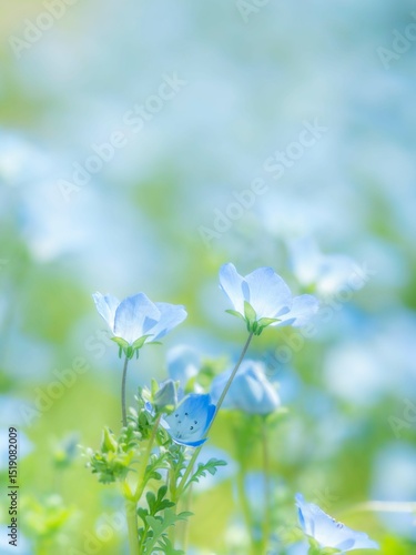 春の公園や花壇を彩るネモフィラのある風景。眩しい日差しでボケた景色。ぼんやりした花畑のイメージ。