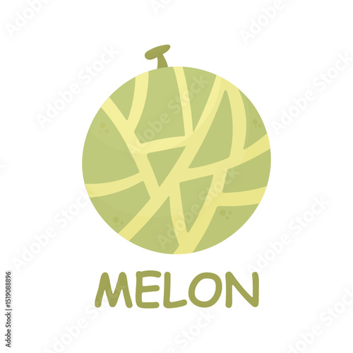 Melon. Summer juicy fruits. Green melon