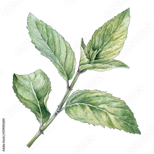 Botanical illustration of a sprig of mint with several serrated, veined leaves showing variations in green hues