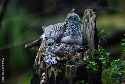 Zebra dove protecting its young in a nest on a tree stump