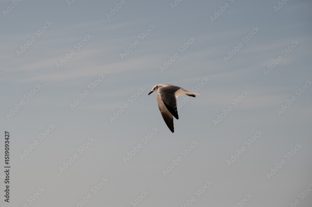 Obraz premium White and black laughing gull soars through magnificent blue sky