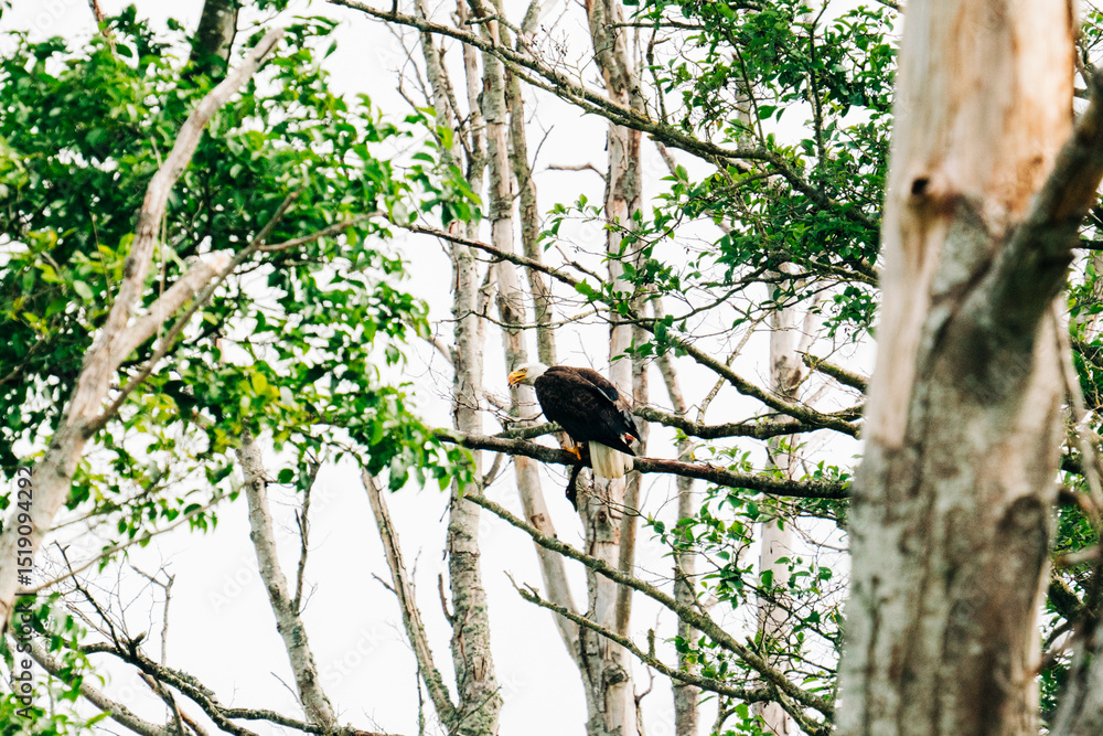 Wide angle view of a bald eagle perched on a branch with prey Wide angle view of a bald eagle perched on a branch with prey
