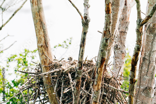 Fotografia Wide angle view of a baby eaglet in a bald eagle nest
