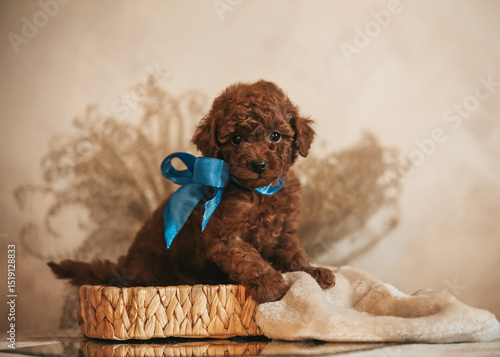 Poodle babies in kennel. Newborn toy poodle puppies. Dwarf red poodle	
