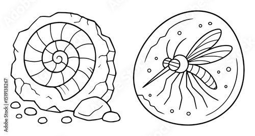 fossil ammonite and mosquito in amber illustration