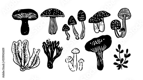 Hand Drawn Fungi Collection